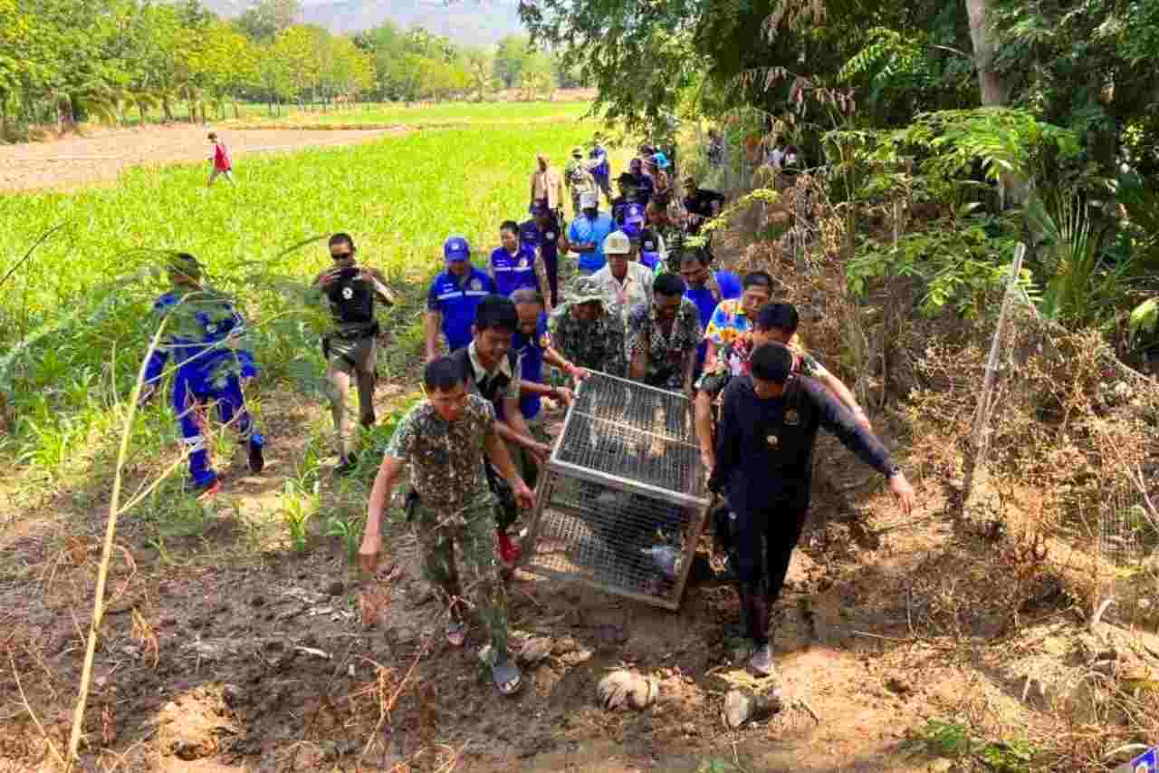 Un ours noir sème la panique dans un village de Thaïlande lors du Songkran