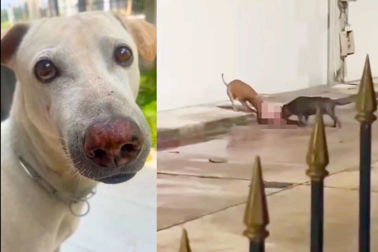 Thaïlande : un Britannique aurait laissé ses pitbulls tuer un chien en riant
