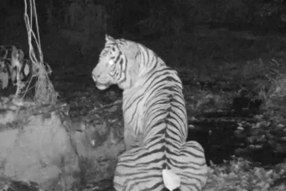 Un tigre rare d&rsquo;une espèce menacée, observé dans le sud de la Thaïlande