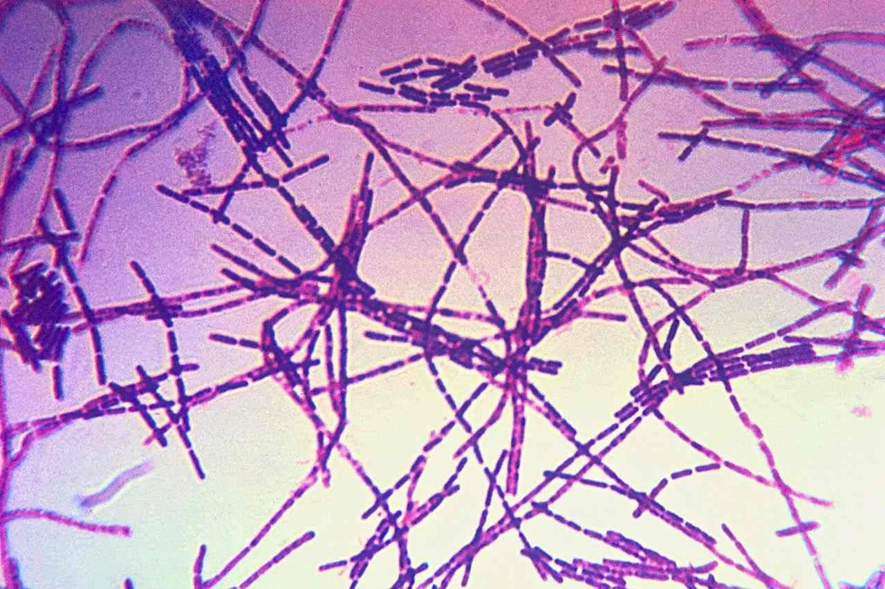 Alerte en Thaïlande : un décès lié à de la viande contaminée par l'anthrax