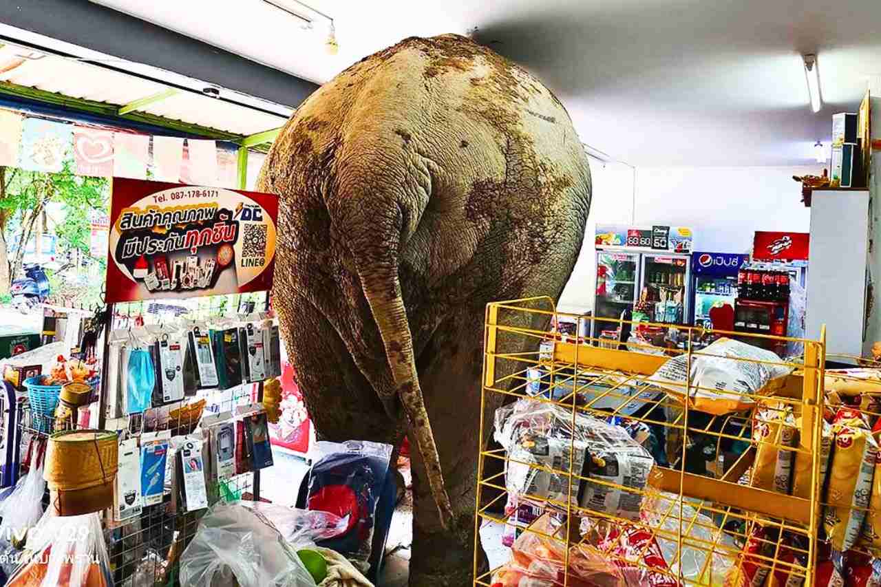 Panique dans une supérette en Thaïlande : un éléphant fait ses courses
