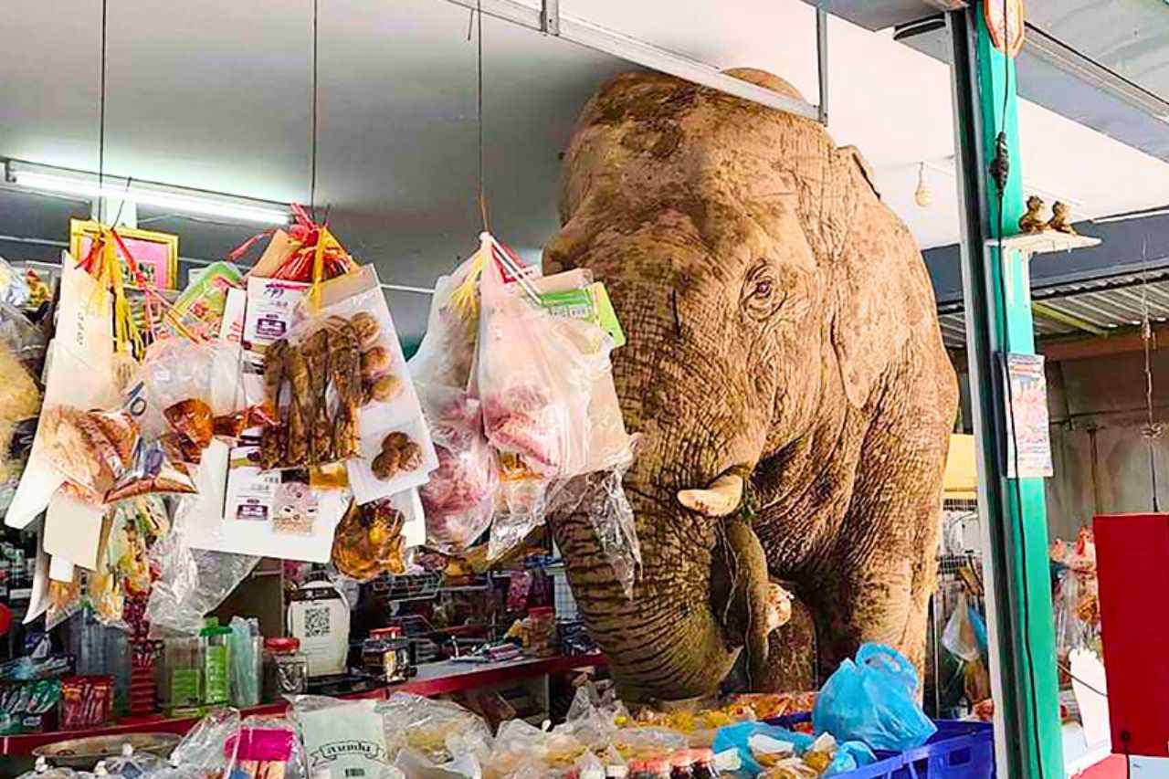 Un éléphant sauvage s'aventure dans une épicerie locale de la province de Nakhon Ratchasima