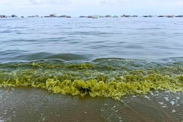 Thaïlande : panique à Pattaya, la mer devient verte et sent le soufre