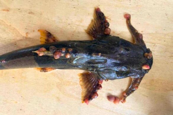 Thaïlande : découverte de poissons mutants dans le Mékong, alerte arsenic