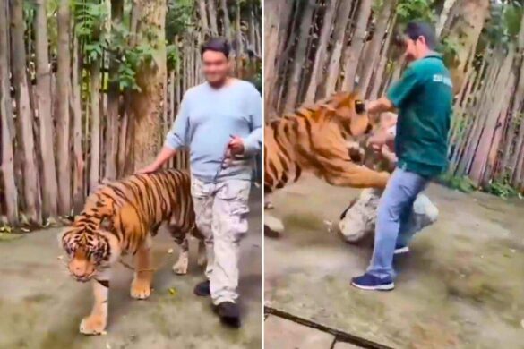 La Thaïlande interdit les promenades avec tigres après l’attaque d’un touriste
