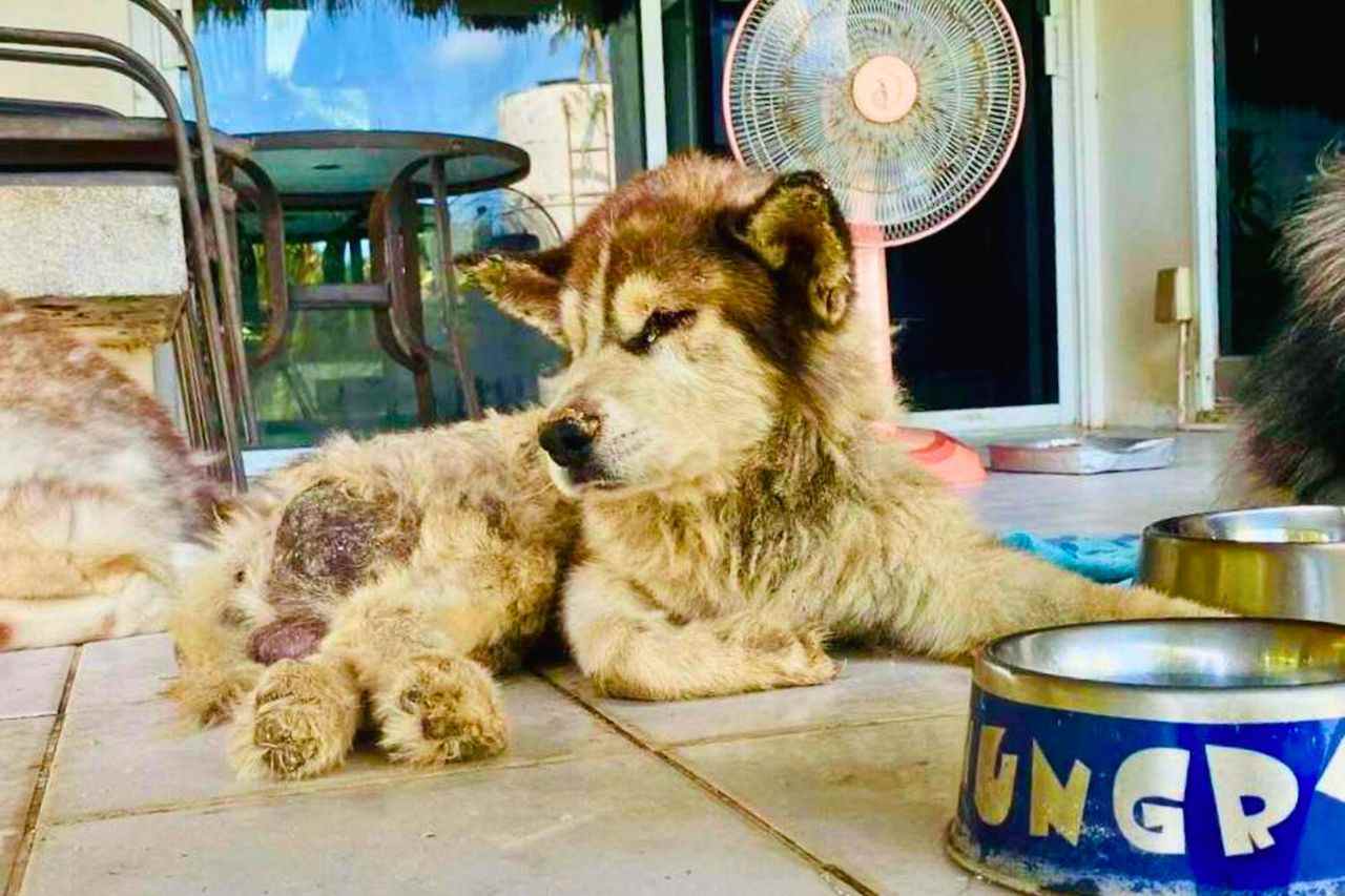 Choc en Thaïlande : un Husky enterré vivant par un Français à Phuket 5 Choc en Thaïlande : un Husky enterré vivant par un Français à Phuket