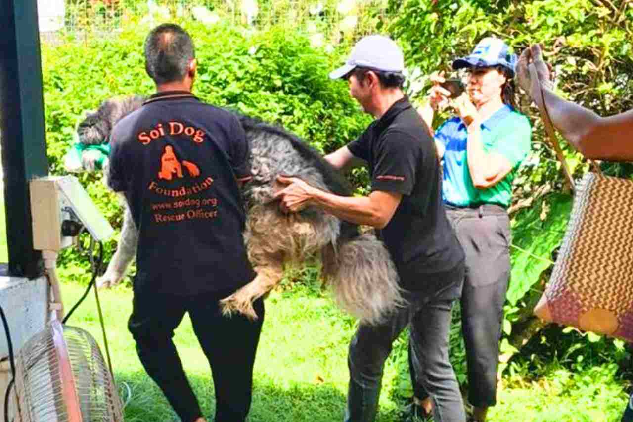Choc en Thaïlande : un Husky enterré vivant par un Français à Phuket 4 Choc en Thaïlande : un Husky enterré vivant par un Français à Phuket