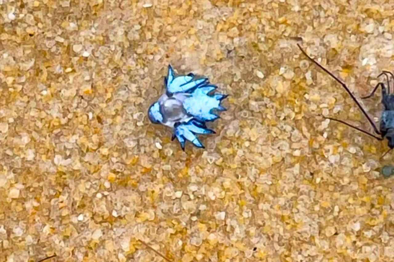 Alerte à Phuket en Thaïlande : le dragon bleu mortel refait surface