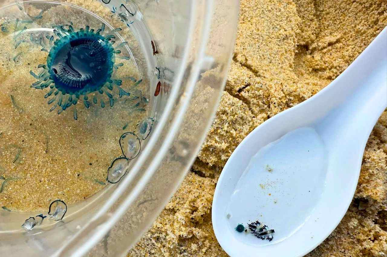 Alerte à Phuket en Thaïlande : le dragon bleu mortel refait surface