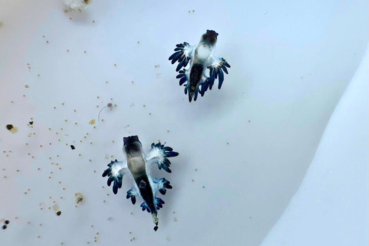 Alerte à Phuket en Thaïlande : le dragon bleu mortel refait surface
