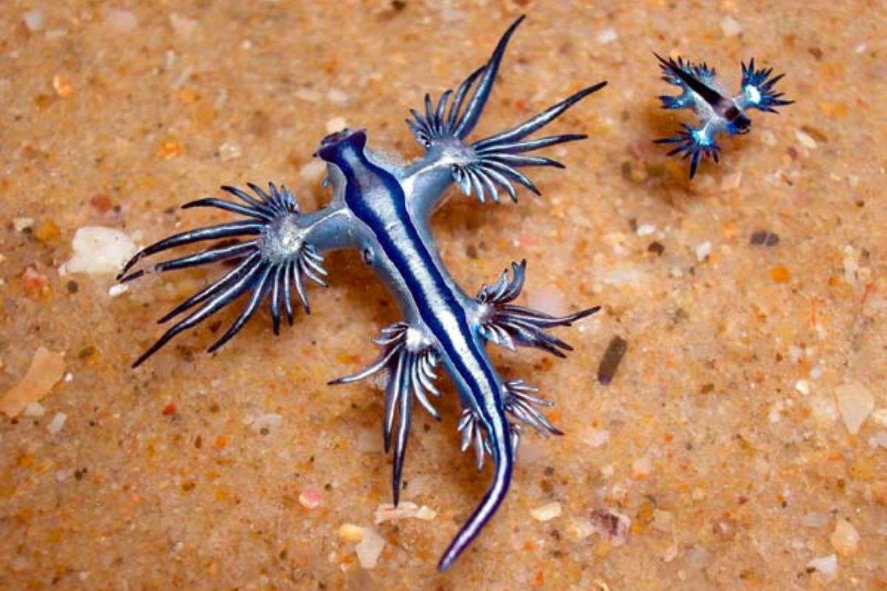 Alerte à Phuket en Thaïlande : le dragon bleu mortel refait surface