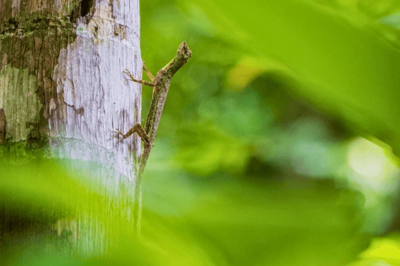 Thaïlande : découvrez les lieux de tournage spectaculaires de Jurassic World