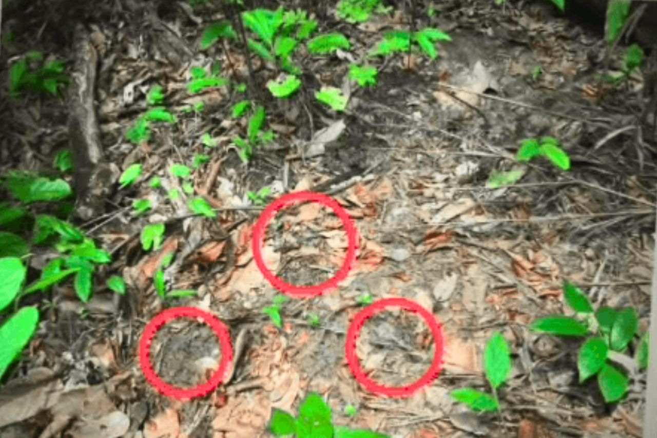 Le Cambodge aurait posé des mines en Thaïlande : 3 soldats blessés