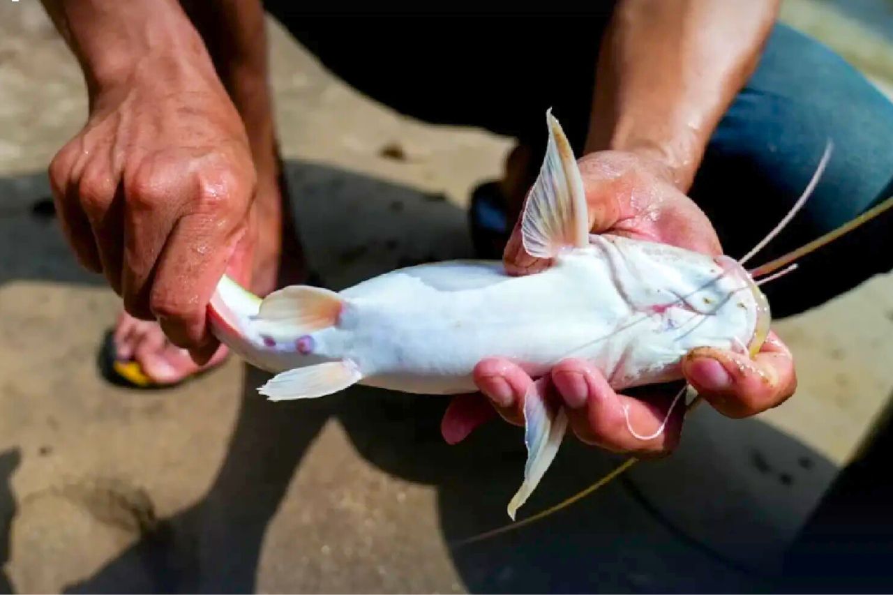 Thaïlande : les enfants du nord empoisonnés à l’arsenic par les mines birmanes