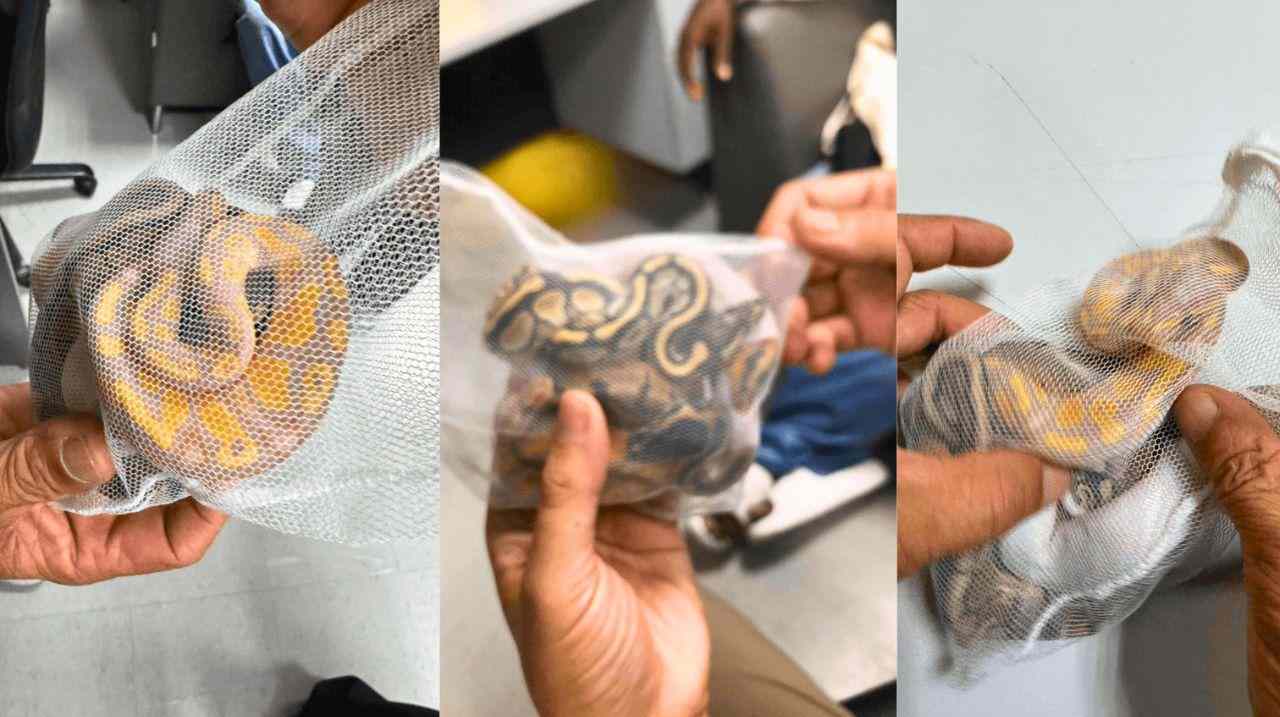 Thaïlande : un touriste arrêté avec 3 pythons cachés dans son pantalon
