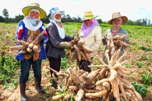 La Thaïlande devient le premier exportateur mondial de tapioca