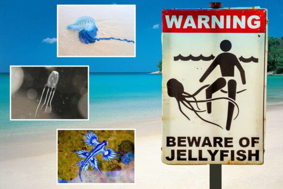 Thaïlande : méduses et autres dangers, conseils pour se baigner en toute sécurité