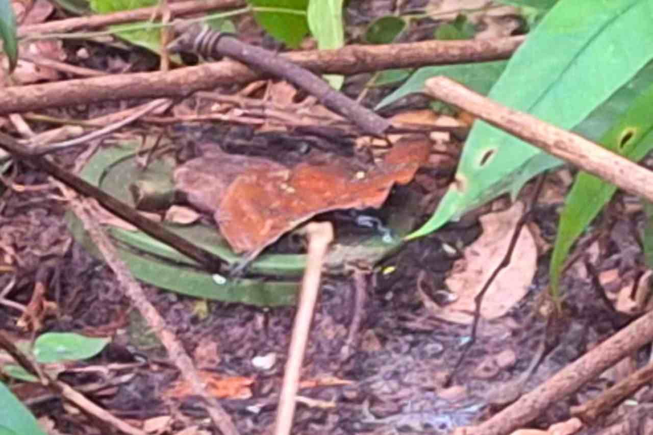 Thaïlande : des soldats cambodgiens aperçus en train de poser des mines
