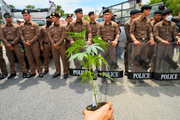 Thaïlande : 1 000 magasins de cannabis fermés lors d’une vaste opération