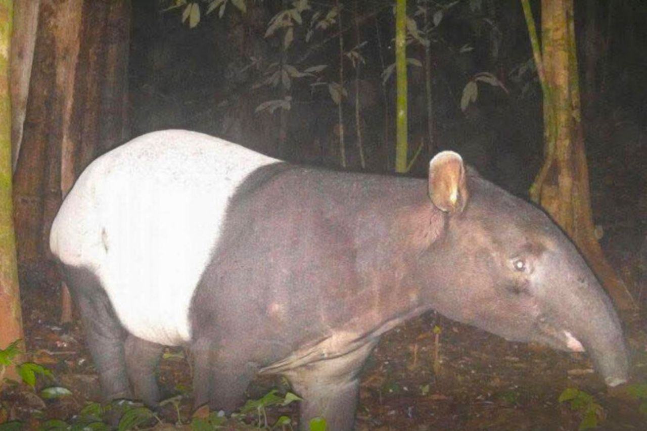 Thaïlande : des animaux rares prospèrent dans le parc national de Khao Laem