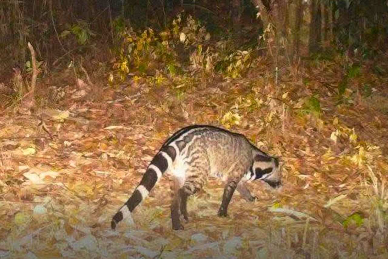 Thaïlande : des animaux rares prospèrent dans le parc national de Khao Laem