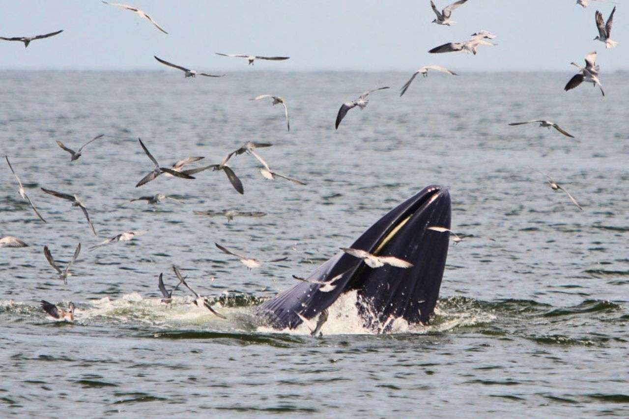 Thaïlande : des baleines et dauphins ajoutés à la liste des espèces protégées 5 Thaïlande : les baleines et dauphins ajoutés à la liste des espèces protégées