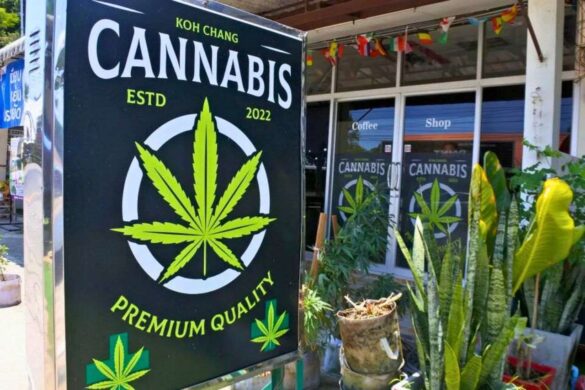 La fin du boom du cannabis en Thaïlande : plus de 7 000 magasins disparaissent