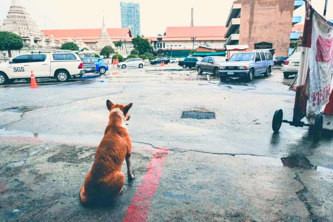 Thaïlande : la rage se répand à Bangkok, nouvelles zones déclarées infectieuses 5 Chien errant Bangkok