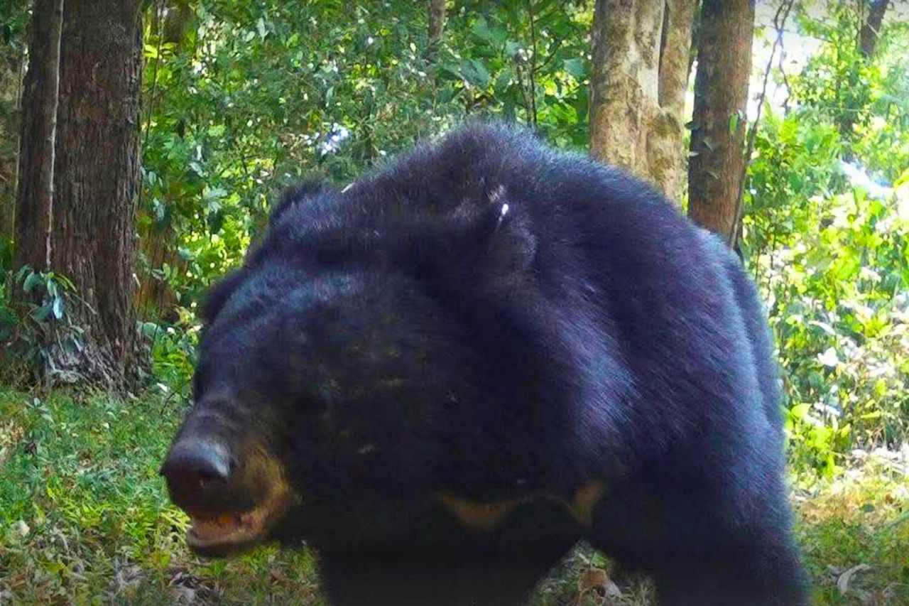 Photo d'un ours sauvage capturée par des pièges photographiques dans le parc national de Khao Laem, à Kanchanaburi