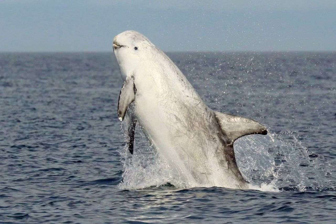 Thaïlande : des baleines et dauphins ajoutés à la liste des espèces protégées 4 Thaïlande : les baleines et dauphins ajoutés à la liste des espèces protégées