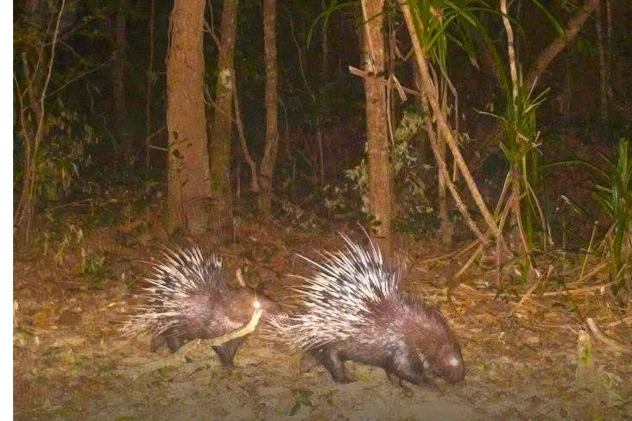 Thaïlande : des animaux rares prospèrent dans le parc national de Khao Laem