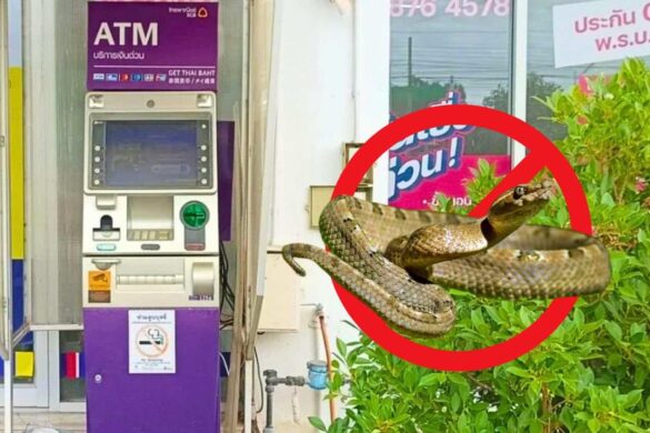 Thaïlande : elle retire de l’argent… un serpent venimeux sort du distributeur !