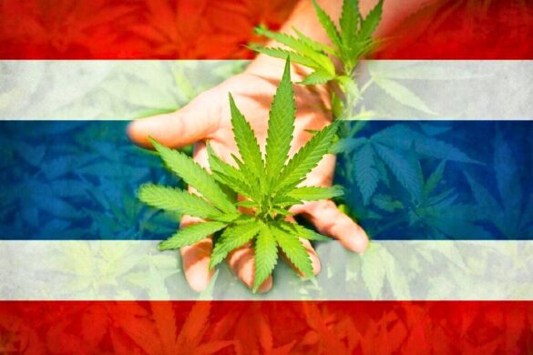 Thaïlande : vers la fin des restrictions imposées au cannabis ?
