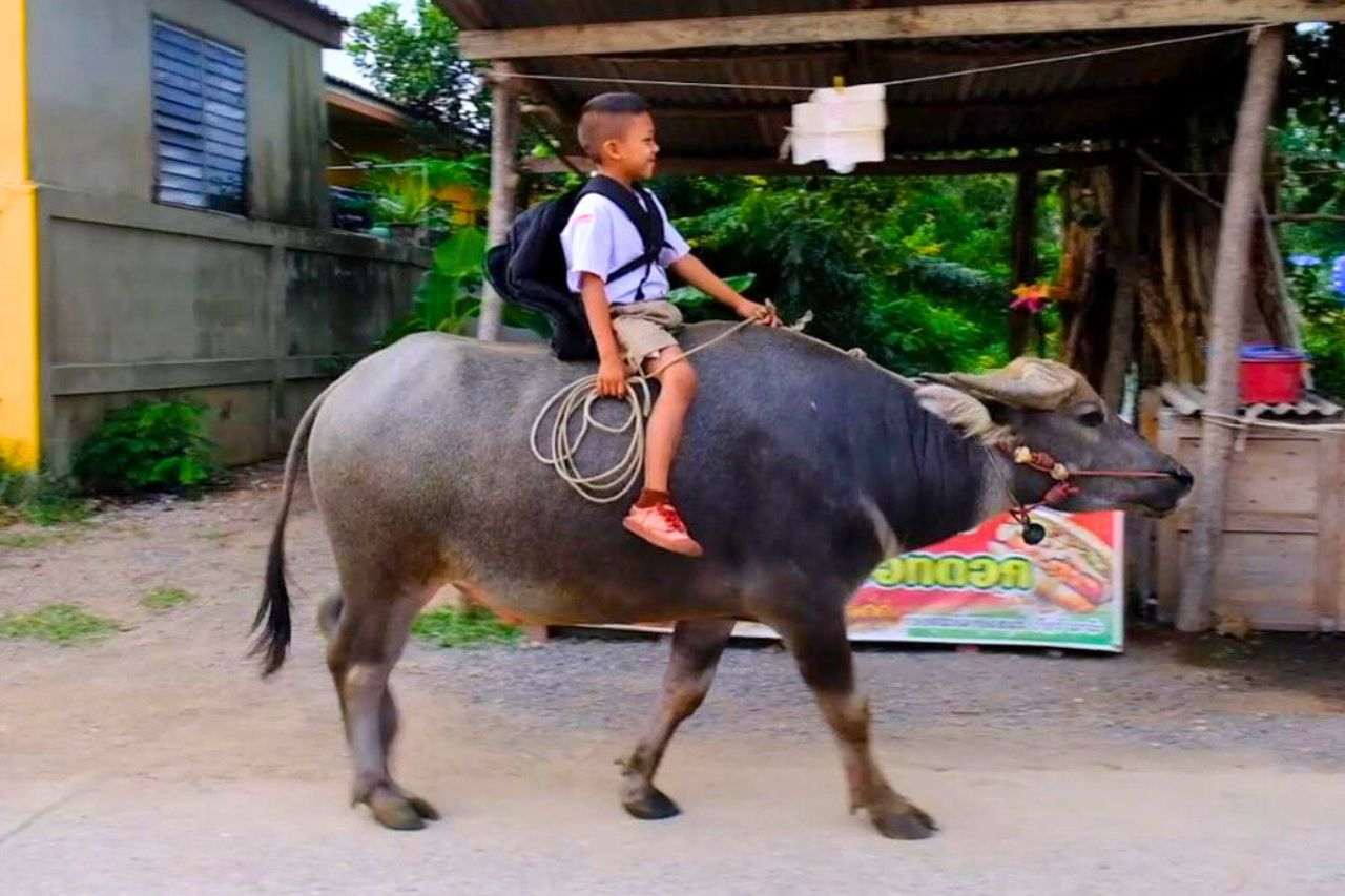 Thaïlande : un écolier de 7 ans va chaque jour à l’école sur le dos de son buffle