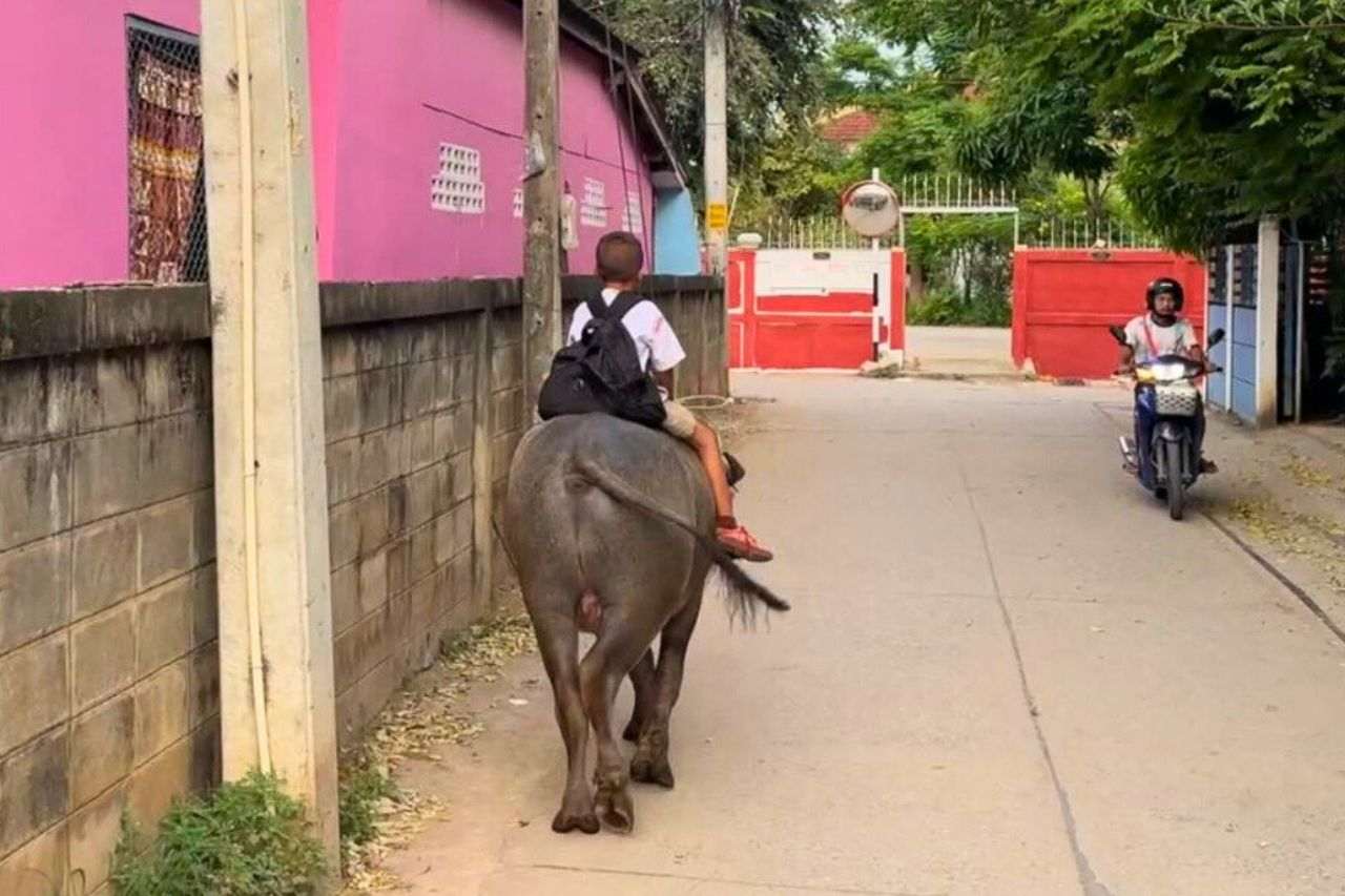 Thaïlande : un écolier de 7 ans va chaque jour à l’école sur le dos de son buffle