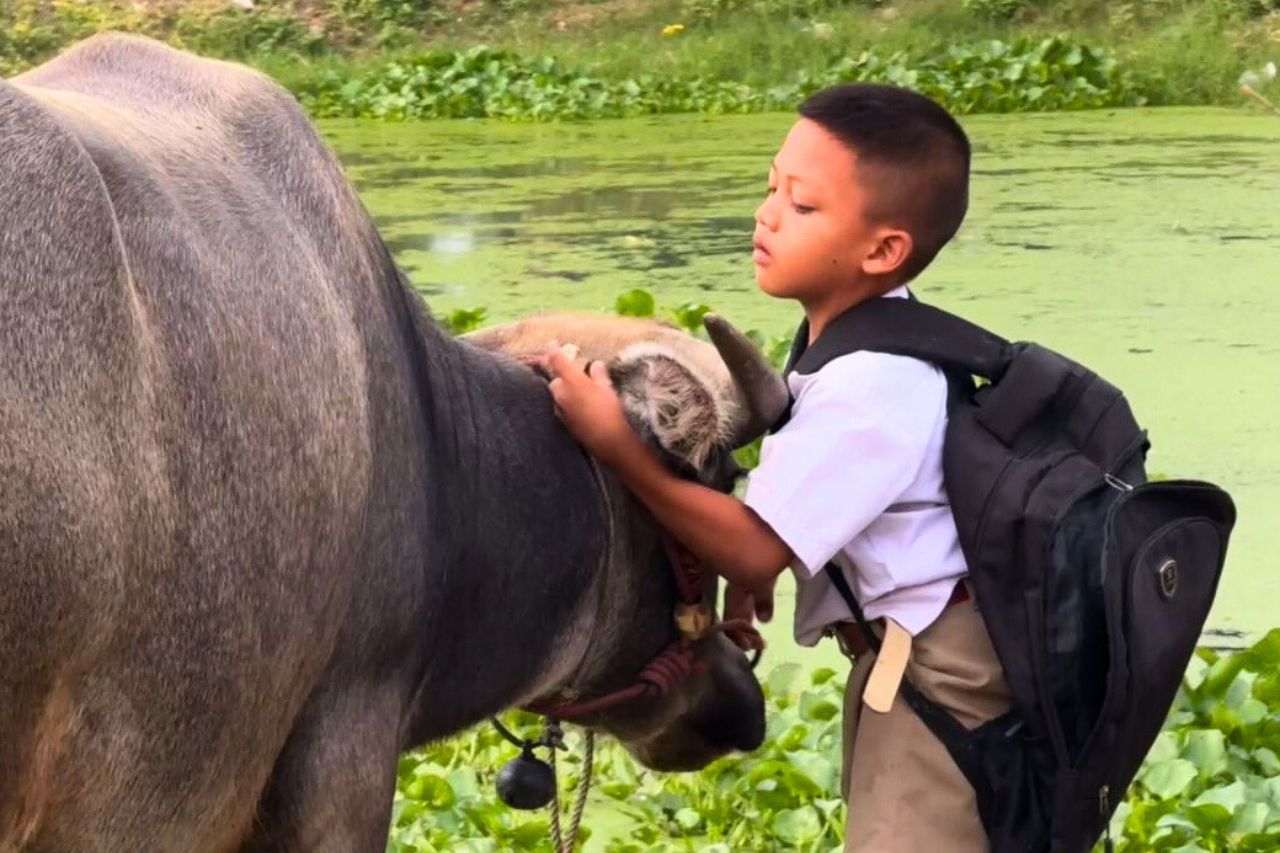 Thaïlande : un écolier de 7 ans va chaque jour à l’école sur le dos de son buffle
