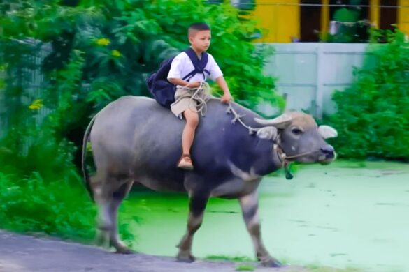 Thaïlande : un écolier de 7 ans va chaque jour à l’école sur le dos de son buffle
