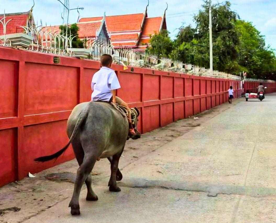 Thaïlande : un écolier de 7 ans va chaque jour à l’école sur le dos de son buffle