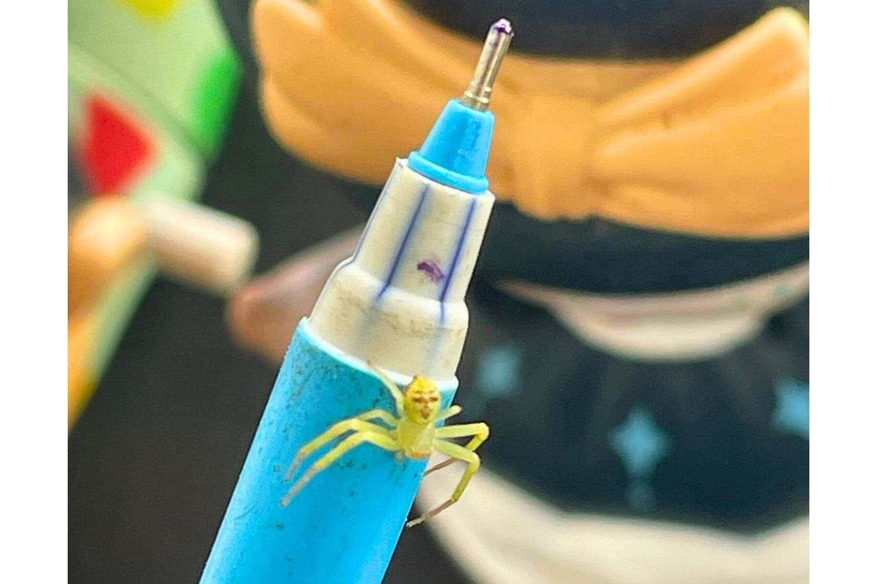 Thaïlande : une araignée au visage humain affole les réseaux sociaux
