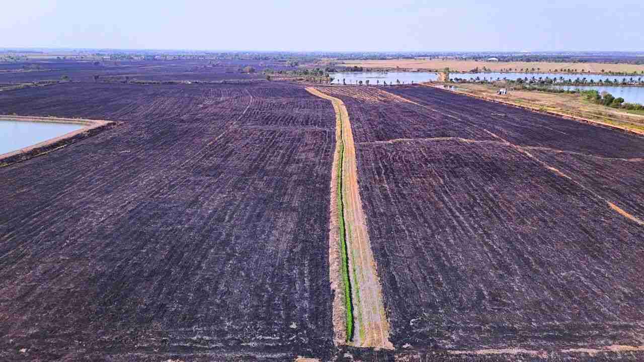 Rizières dans la province de Nakhon Nayok, après un incendie massif qui a aggravé la pollution de l'air à Bangkok