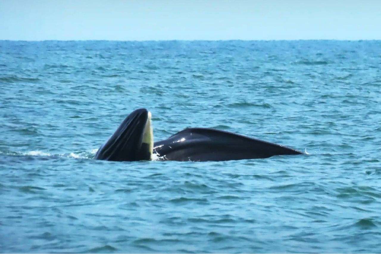 Spectacle rare en Thaïlande : deux baleines de Bryde saluent des touristes 4 Baleines de Bryde observées dans le parc national de Mu Ko Ang Thong
