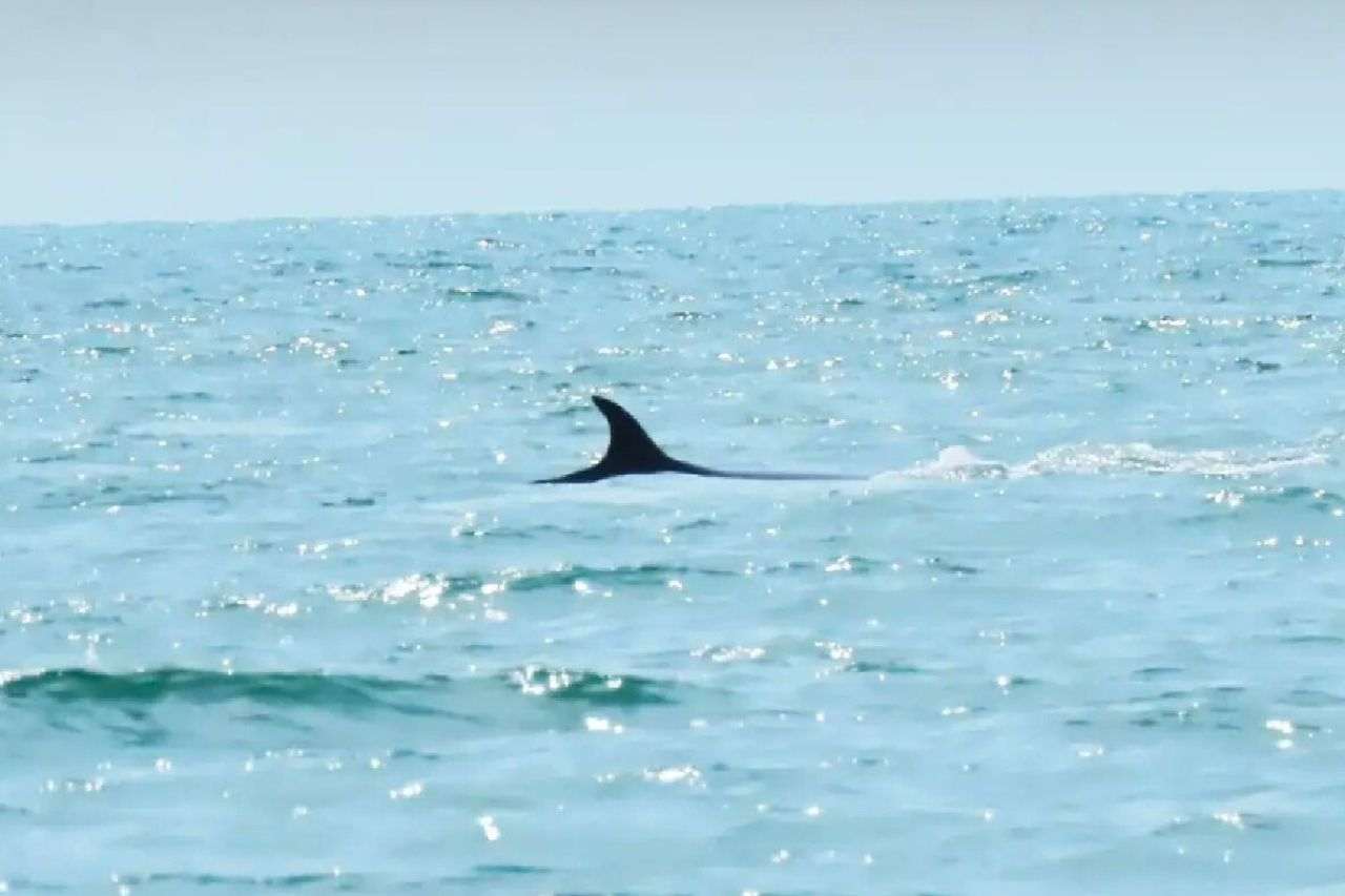 Spectacle rare en Thaïlande : deux baleines de Bryde saluent des touristes 5 Nageoire dorsale d'une baleine de Bryde