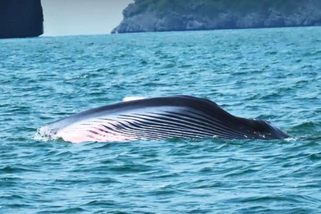 Spectacle rare en Thaïlande : deux baleines de Bryde saluent des touristes 6 Baleine de Bryde aperçue à proximité de bateaux touristiques