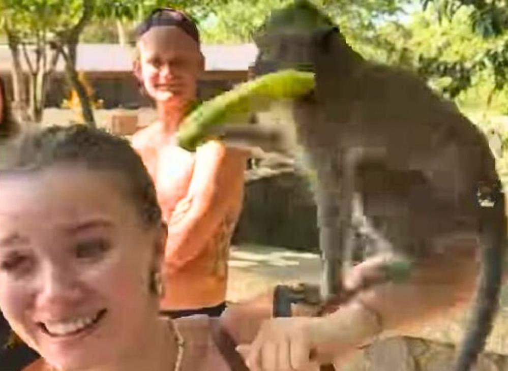 Thaïlande : attaque de singe à Krabi, une influenceuse allemande hospitalisée 4 Julia Willecke avec un singe à Krabi