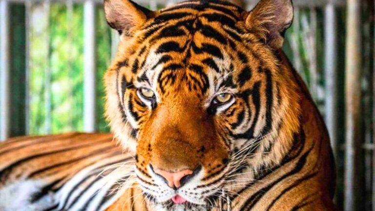 Thaïlande : 70 tigres meurent mystérieusement dans un parc de Chiang Mai 9 Un tigre observe les touristes qui le photographient alors qu'il est enchaîné au parc Chang Siam à Pattaya, en février 2020