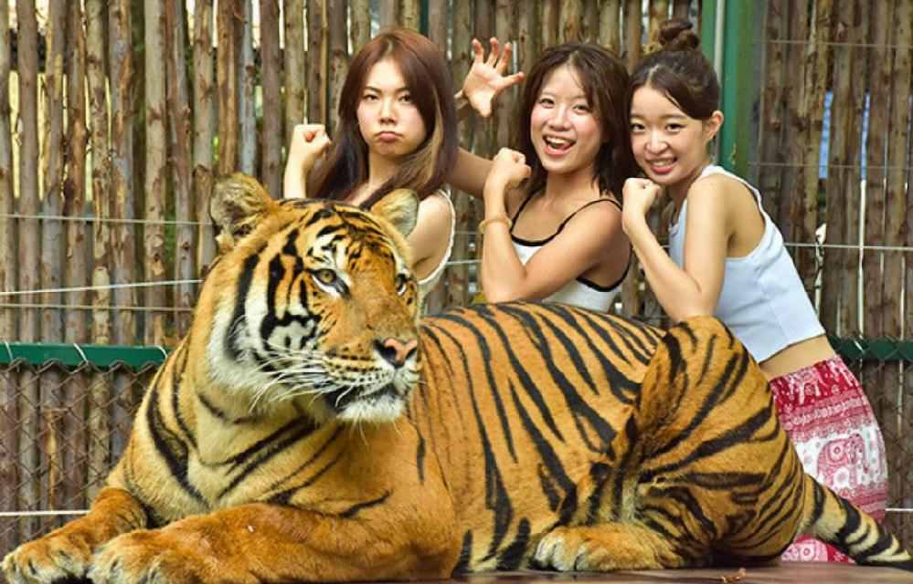 Des touristes posent avec un tigre au Tiger Kingdom de Chiang Mai. 