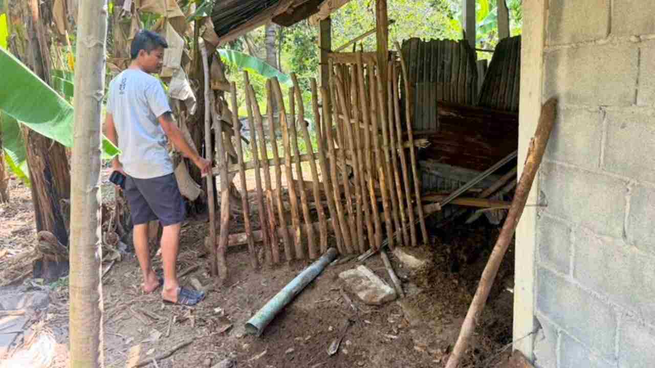 Panique dans le nord de la Thaïlande : un tigre tue un sanglier dans un village 4 Un villageois montre l'enclos de sangliers attaqué par un tigre.