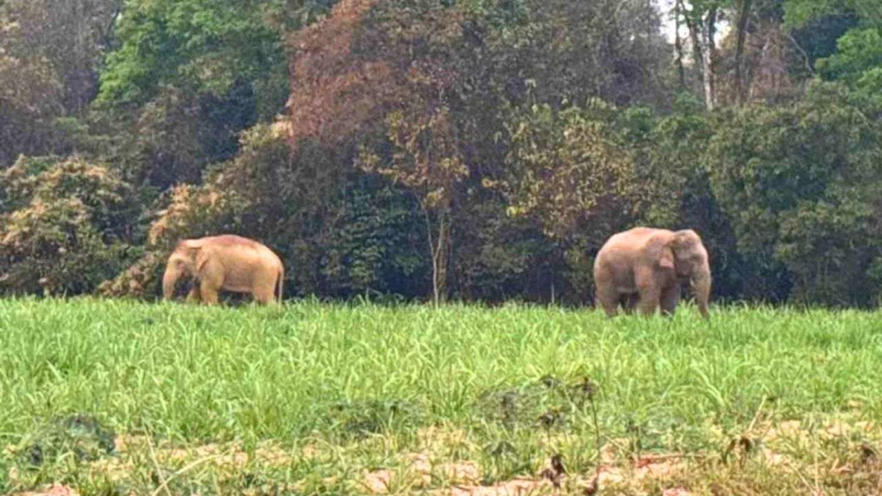Des éléphants sauvages ont quitté la réserve naturelle de Huai Thap Than – Huai Samran, dans la province de Surin, pour aller chercher de la nourriture près des zones résidentielles en février 2026