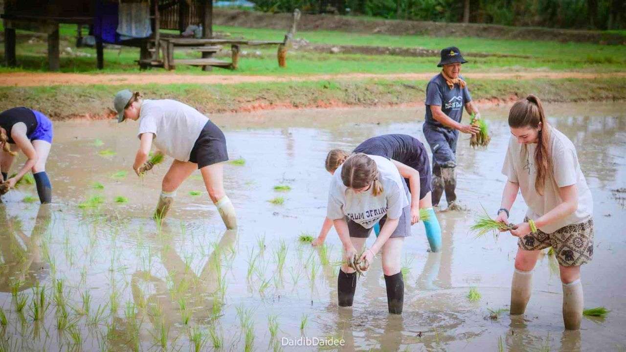 Touristes dans une rizière de la ferme biologique Daidib Daidee à Nan