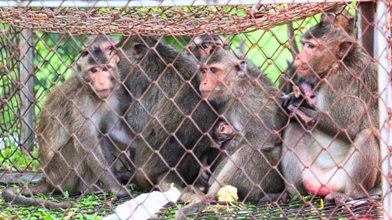 Les agents placent les macaques en observation après leur avoir administré une anesthésie en vue de leur stérilisation dans le district de Bang Khunthian, à Bangkok, en août 2022